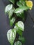 Betel leaf plants propagate on the wall