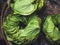 Betel leaf stack in Basket Top view Asian herb Food and medicine