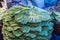 Betel leaf stack in an Indian market.