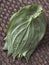 Betel leaves