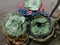 Betel leaves in baskets for sale.