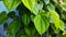 Betel leaves creeping along the wall - stock photo