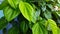 Betel leaves creeping along the wall - stock photo