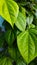 Betel leaves creeping along the wall - stock photo