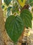 Betel leaves growing at the backyard. Lighting nature background. Focus sharp selective point.