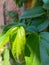 Betel leaves have many benefits