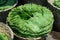 Betel leaves packed in a basket for sale at Yangon street market, Myanmar