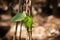 Betel Leaves, Piper Betle, Daun Sirih, paan, betel pepper, sireh leaf