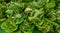 Betel leaves for sale at the market