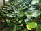 Betel leaves spread on the ground.