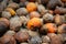 Betel Nut or Areca Nut background.