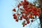 Betel nut color red large bench on sky background.