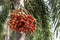 Betel nut hanging on betel palm.