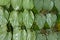 Betel nut leaves on the street stall