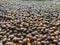 betel nuts are dried on the ground and then peeled from their skins to be sold