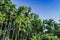 Betel palm tree on blue sky background