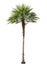 Betel palm tree cut out isolated