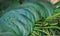 Betel pan leaves stacked for sale in market in india