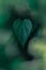 Betel Piper betle heart of green leaves