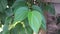Betel Piper betle herbal plant. In Indonesia use as medicine jamu. Betel leaf extract has not been shown to cause significant