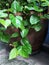 Betel, Piper betle plant growing in pot