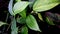 Betel plant, medium-thin-smooth-taper-dark green leaves