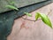 Betel plants that began to run through the walls of the house