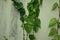 Betel plants with green leaves climbing on a concrete polished wall.