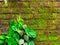 Betel plants that propagate on mossy walls