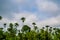 Betelnut trees in Assam, India. betelnut farming in village of North East Assam India, Supari Tree