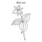 Beth Root Trillium erectum , or wake-robin, medicinal plant