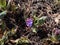 Bethlehem sage or lungwort (Pulmonaria saccharata mill.) \\\'Mrs. Moon\\\' flowering with bluish-lilac flowers