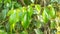 Betle leaf & x28;Daun Sirih Hijau& x29; has many properties such as antibacterial, anti-mutagenic