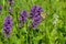 Betonica officinalis or stachys officinalis or common hedgenettle blooming purple plant