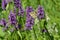 Betonica officinalis or stachys officinalis or common hedgenettle blooming purple plant