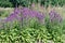 Betony Stachys monnieri Hummelo lavender-rose flowering plants