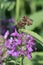 Betony Stachys monnieri Hummelo lavender-rose flowers and insects