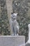 Betsy Ross Cat Statue in the House Courtyard from Philadelphia in Pennsylvania USA