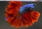 Betta Blue Red Rose Tail Halfmoon HM Male or Plakat Fighting Fish