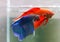 Betta Blue and Red Veiltail VT Male or Plakat Fighting Fish Splendens