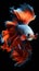 betta fish, fish fighters, ios background style, siamese fish fighting isolated on background