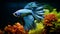 Betta fish gracefully swimming in a well-decorated aquarium, AI Generative