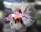 Betta fish half-moon candy nemo