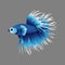 Betta fish pure blue color vector image.