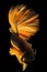 The betta fish\\\'s golden tail shimmers with an ethereal glow captivating the eye and drawing attention.