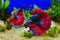 Betta fish Siamese fighting fish with green plants