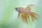 A betta fish type of crowntail is swimming gracefully.