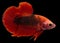 Betta Hellboy Halfmoon Plakat HMPK Male or Plakat Fighting Fish Splendens