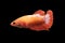 Betta Hellboy HMPK Halfmoon plakat Female or Plakat Fighting Fish Splendens
