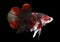 Betta Koi Halfmoon Plakat HMPK Male or Plakat Fighting Fish Splendens